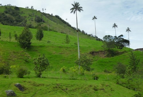 001 Cocora Valley Wax Palms 13th Nov 2011.jpg